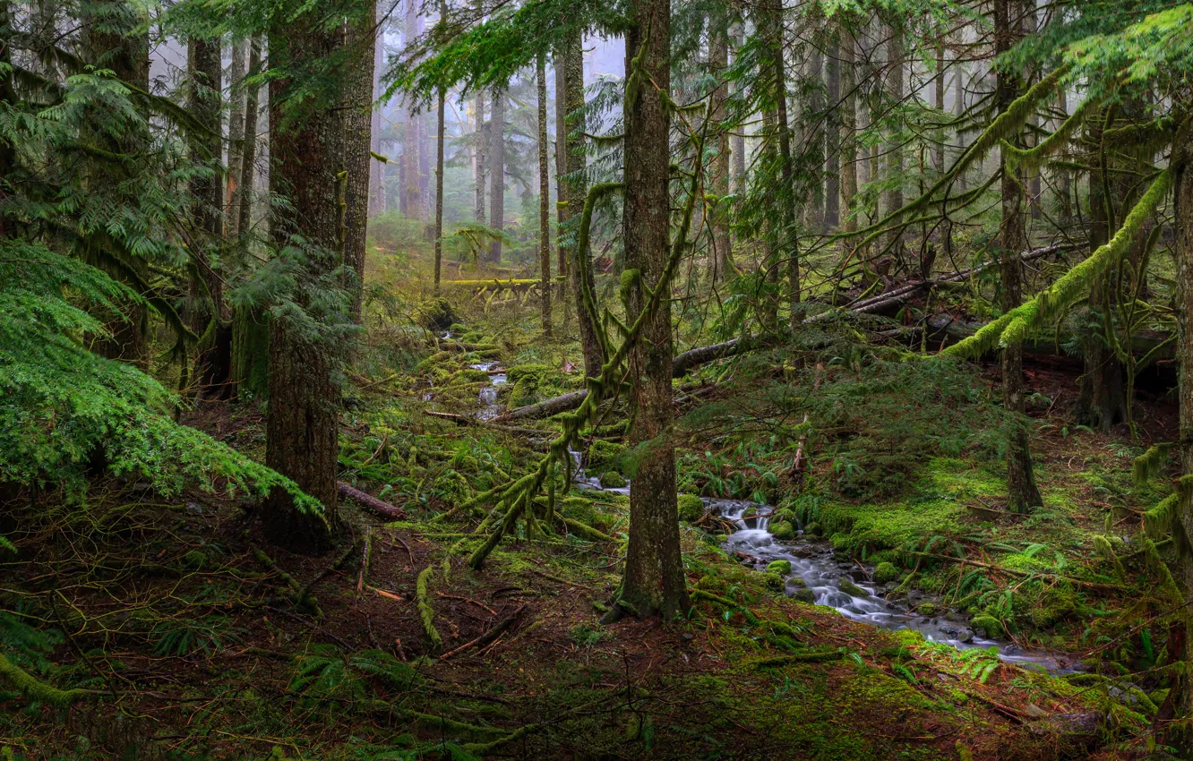 Photo wallpaper forest, trees, stream, thickets