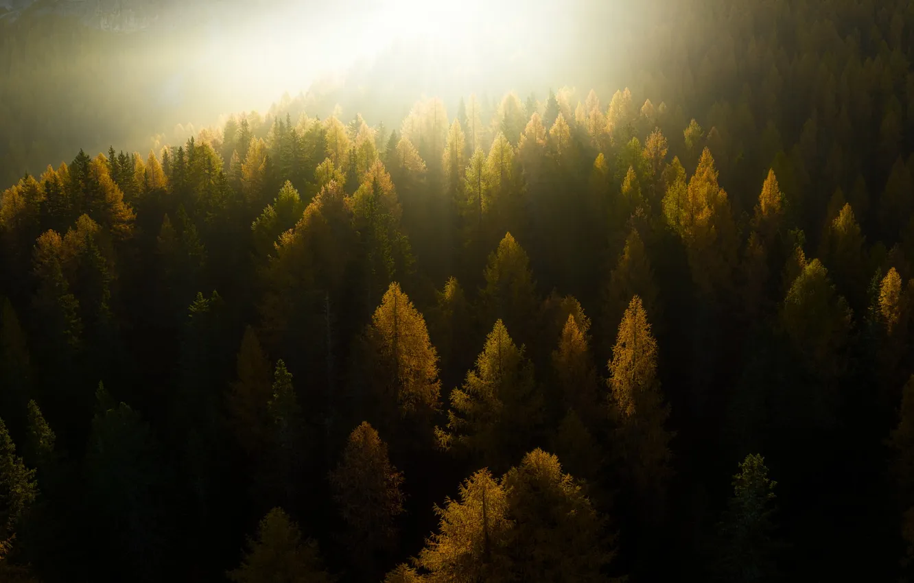 Photo wallpaper autumn, forest, rays, light, trees, fog, dawn, morning
