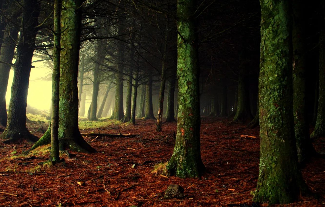 Photo wallpaper forest, light, nature, fog