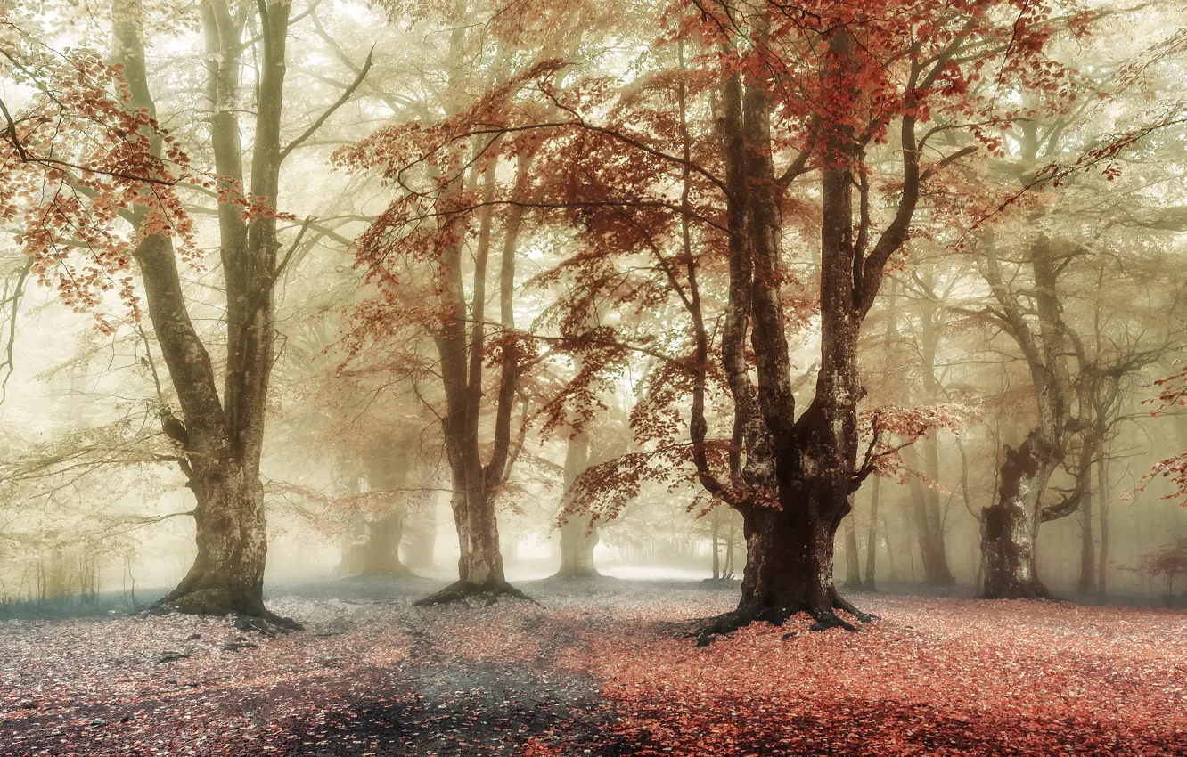 Photo wallpaper autumn, forest, trees, branches, fog, Park, foliage