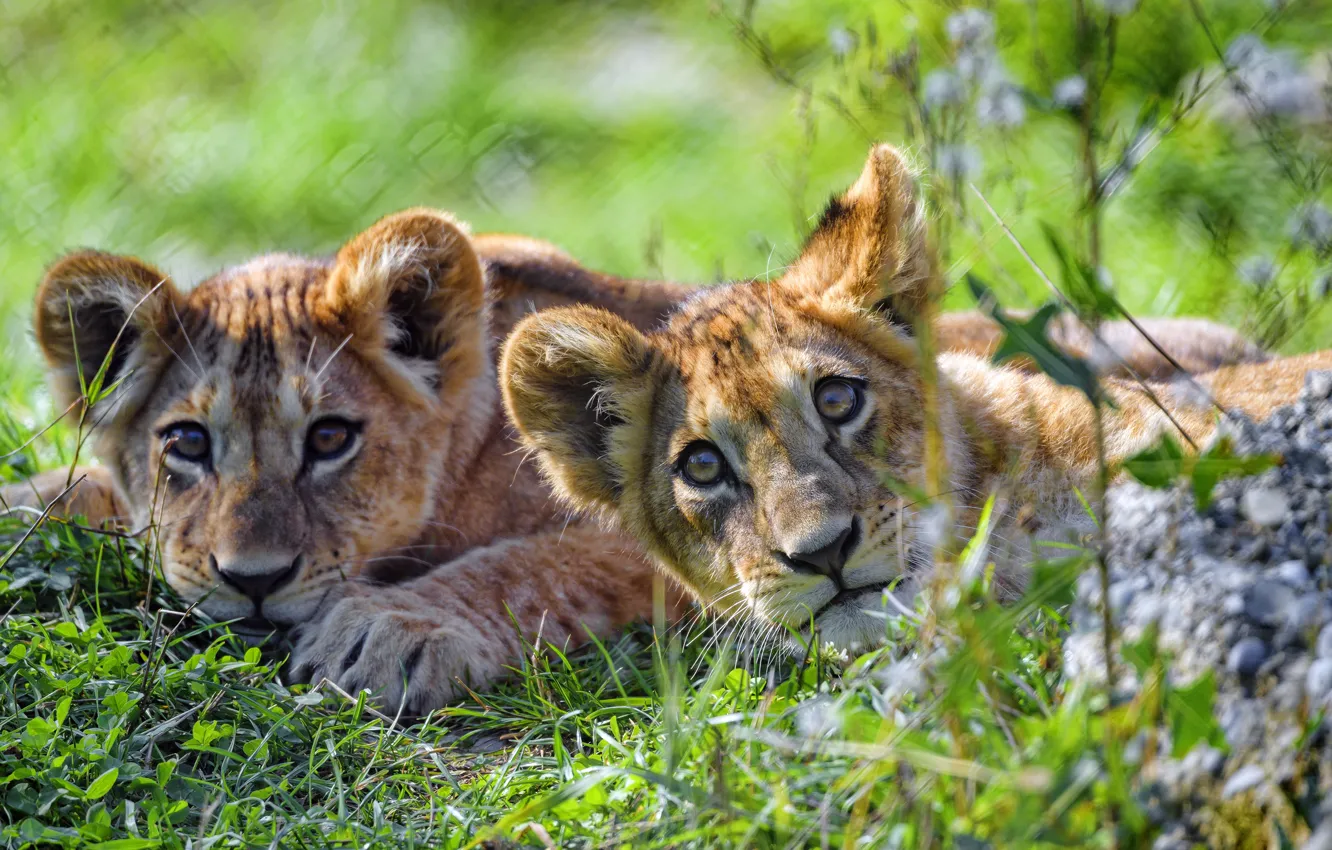 Photo wallpaper grass, pair, the cubs, a couple, lion, muzzle, lie, bokeh