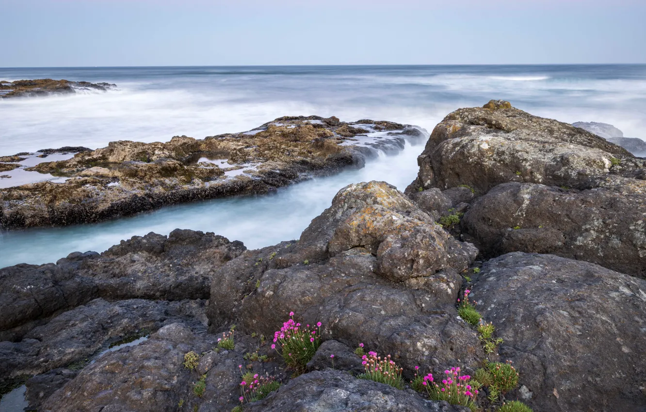 Photo wallpaper sea, flowers, stones, rocks, shore