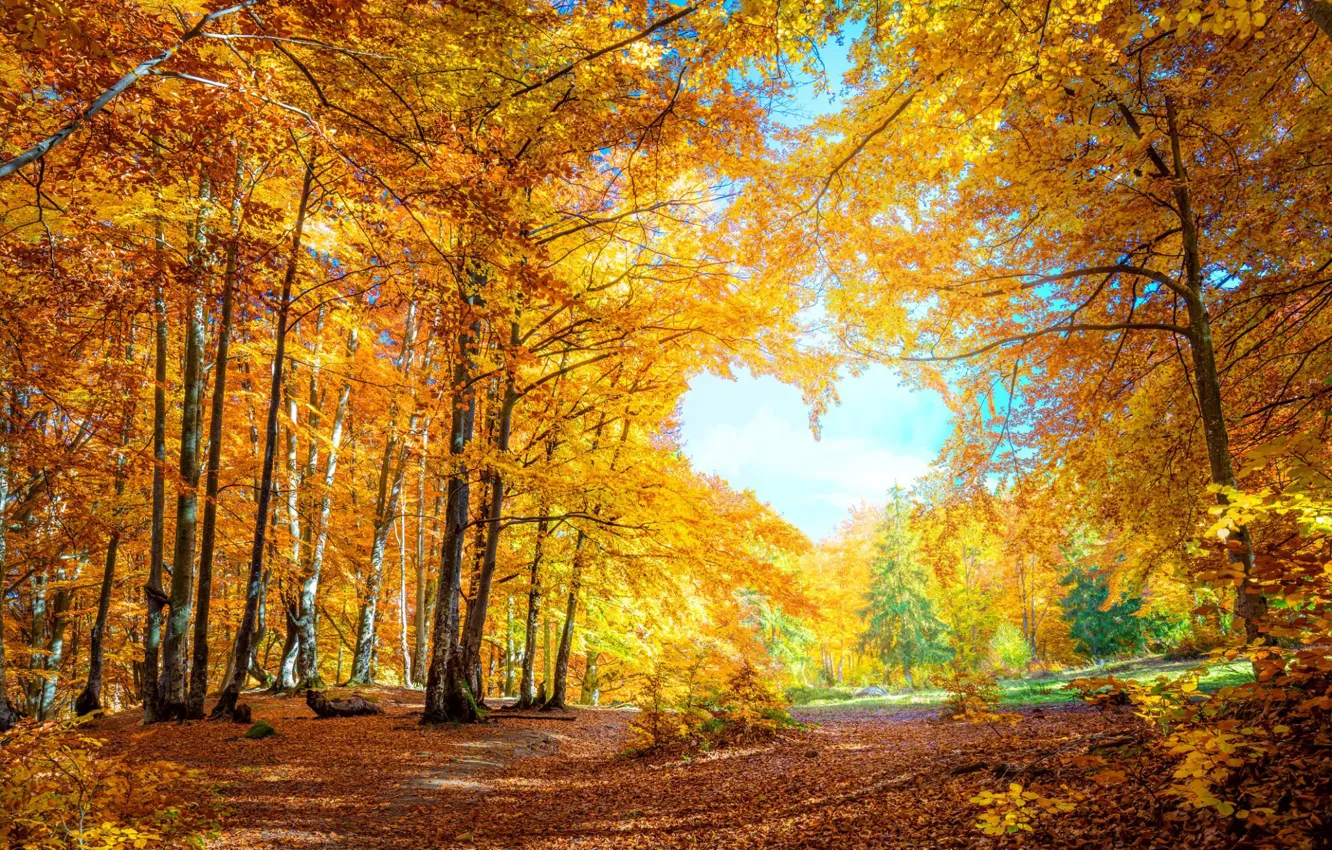 Photo wallpaper autumn, forest, the sky, clouds, light, trees, yellow, branch