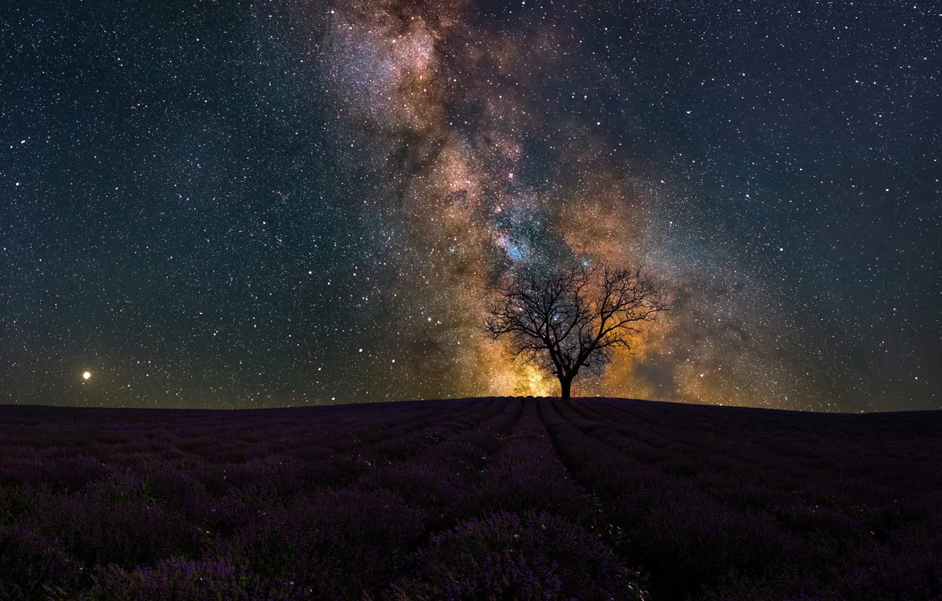 Photo wallpaper field, the sky, space, stars, trees, flowers, night, dal