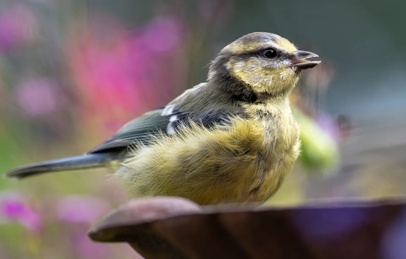 Photo wallpaper bird, blur, bowl, bokeh, tit, a feather