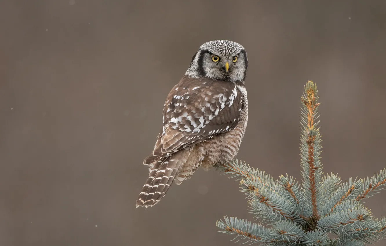 Photo wallpaper trees, branches, background, owl, bird, spruce, needles, owl