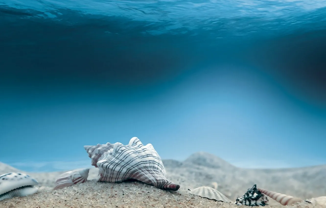 Photo wallpaper Underwater, Seabed, Mollusca