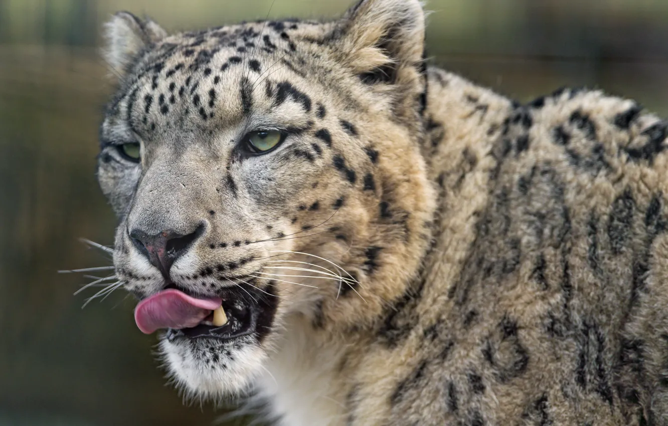 Photo wallpaper language, cat, look, face, IRBIS, snow leopard, ©Tambako The Jaguar