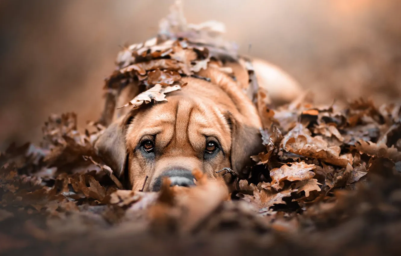 Photo wallpaper autumn, look, leaves, foliage, dog, puppy, face, doggie
