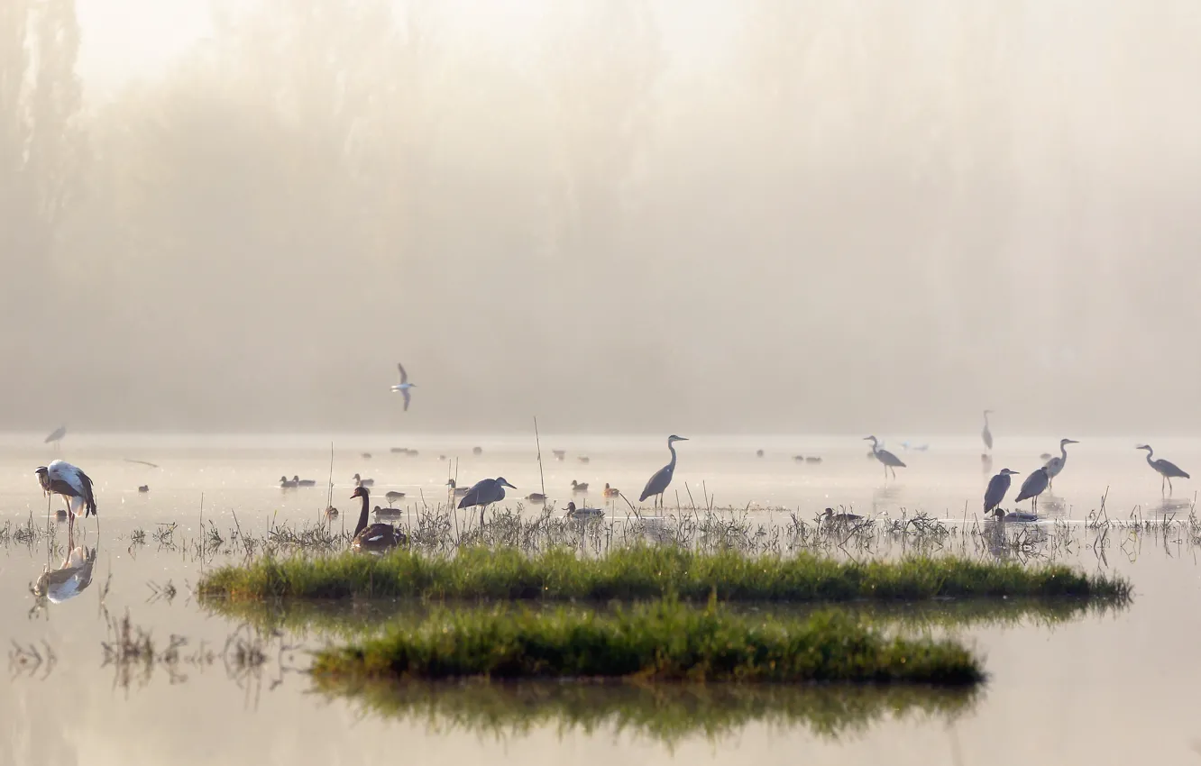 Photo wallpaper birds, nature, fog, lake, morning