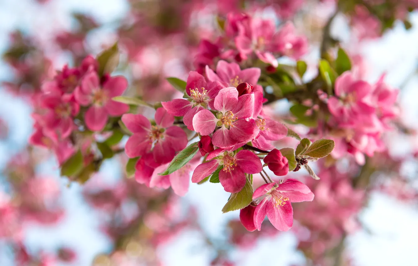 Photo wallpaper branches, nature, cherry, spring, Lili Graphie