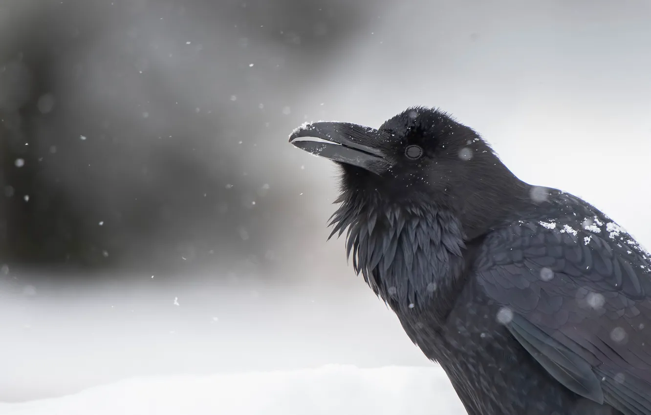 Photo wallpaper snow, background, bird, Raven