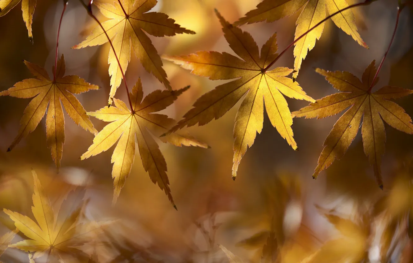 Photo wallpaper golden, autumn, leaves, fall