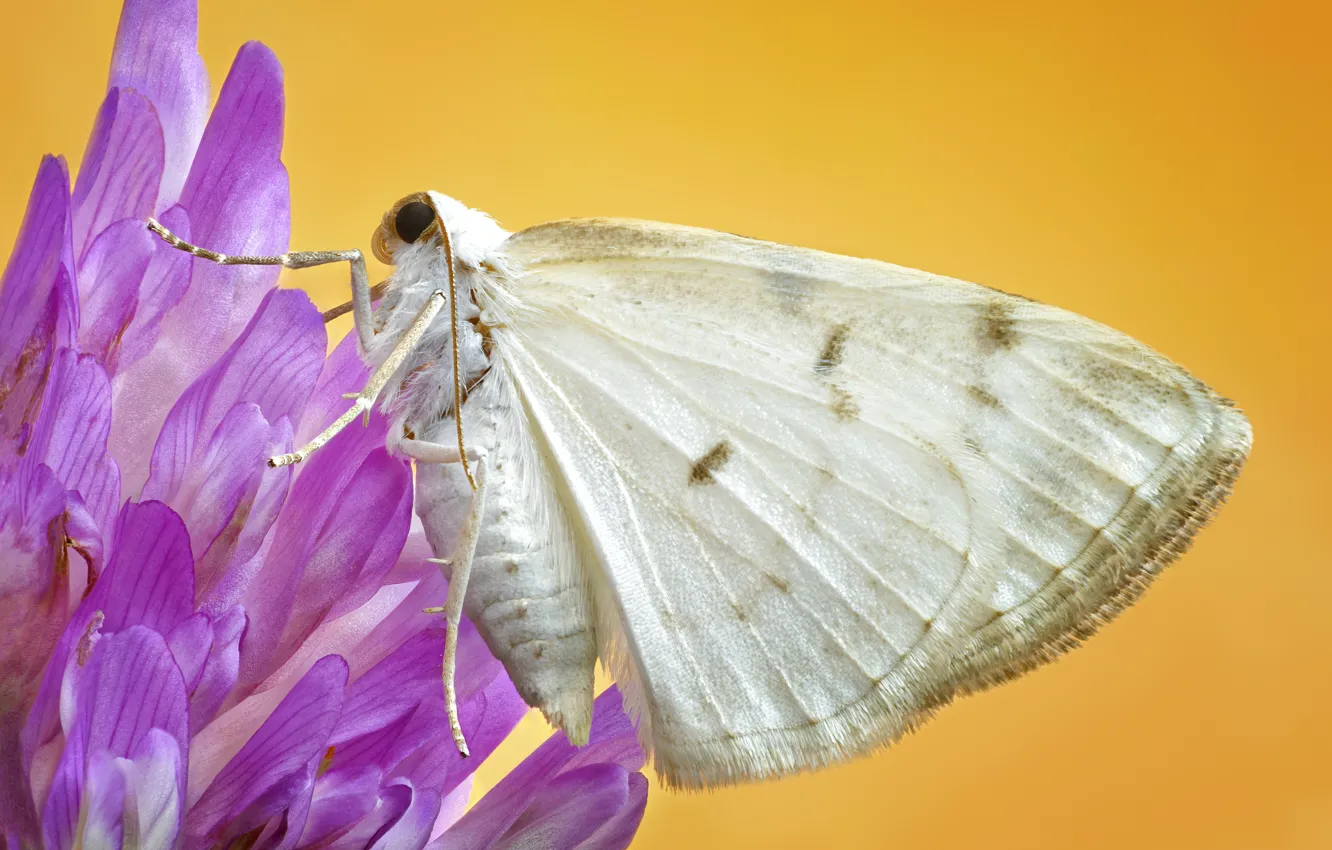 Photo wallpaper butterfly, insect, moth