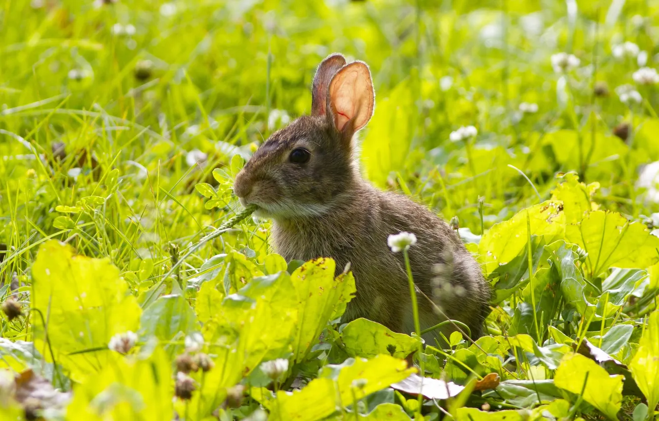 Photo wallpaper grass, rabbit, meadow