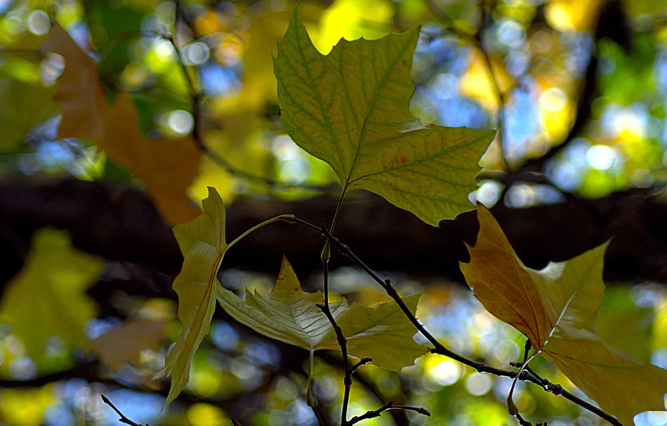 Photo wallpaper autumn, macro, branches, foliage