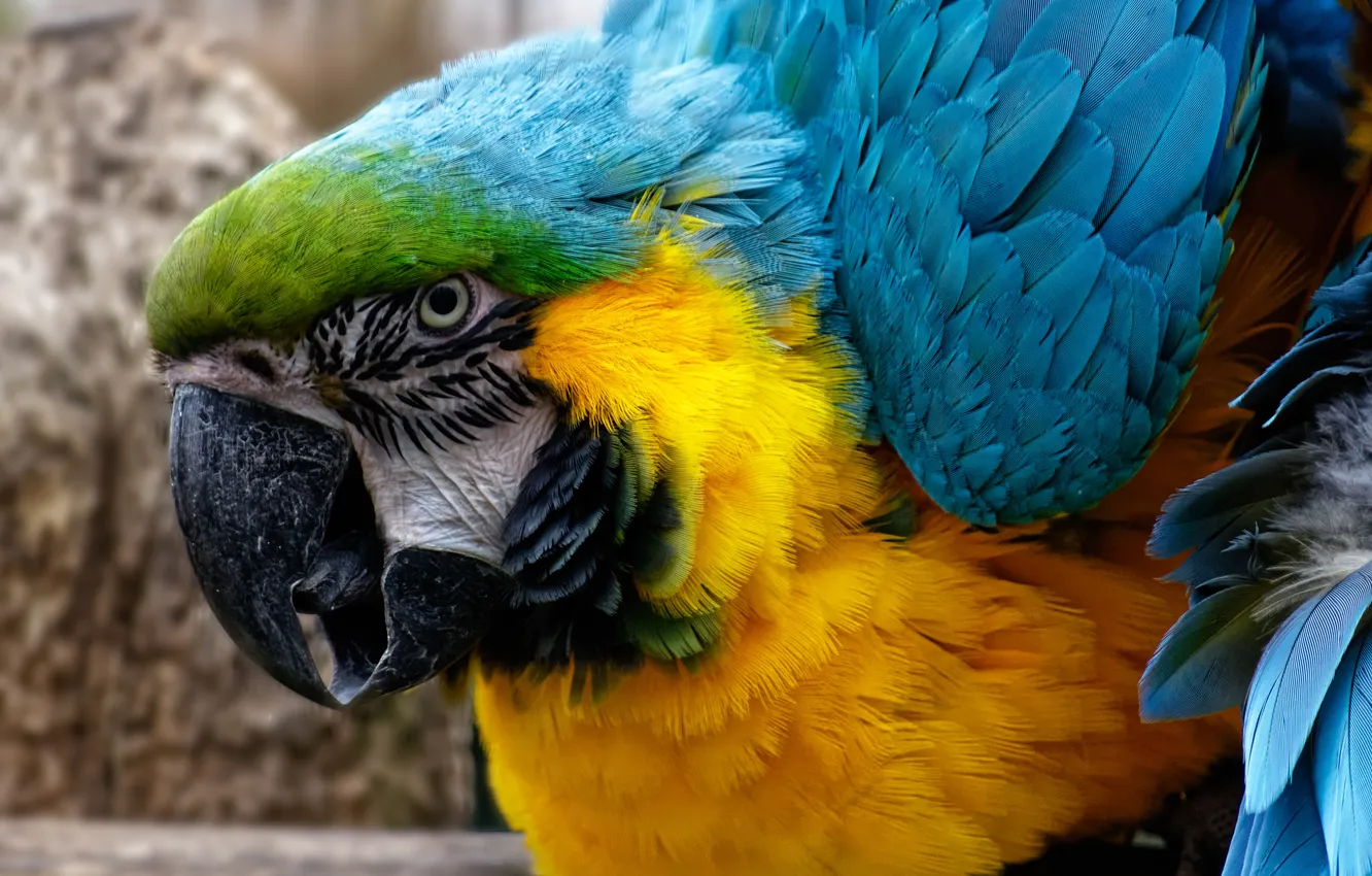 Photo wallpaper macro, paint, feathers, beak, parrot