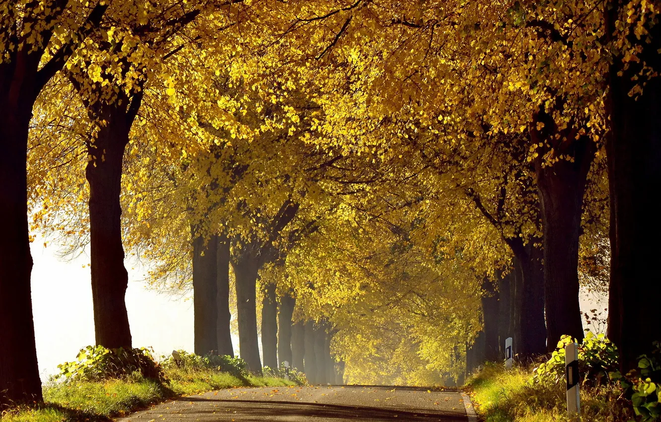Photo wallpaper road, autumn, morning