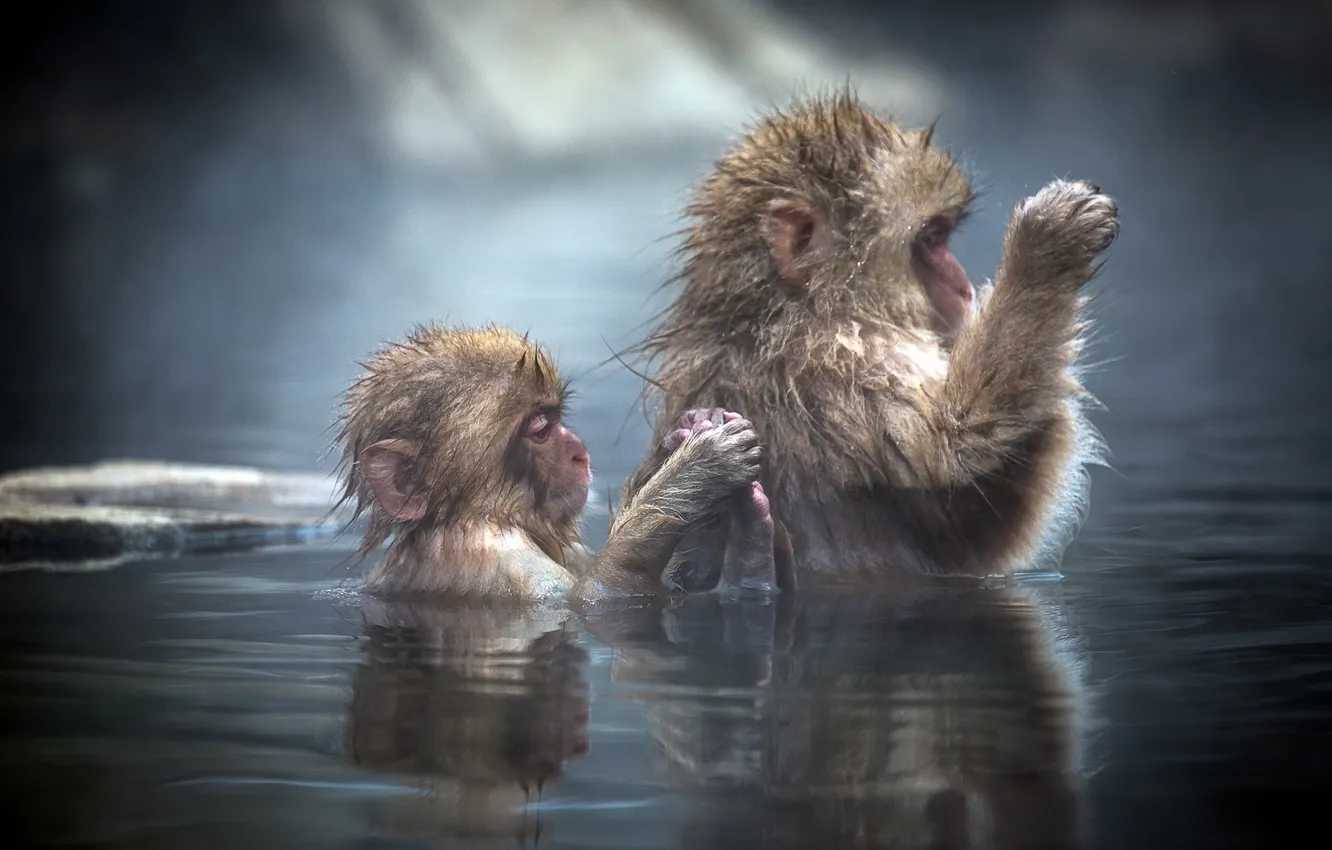 Photo wallpaper water, bathing, monkey, cub, Japanese macaque, Japanese macaque