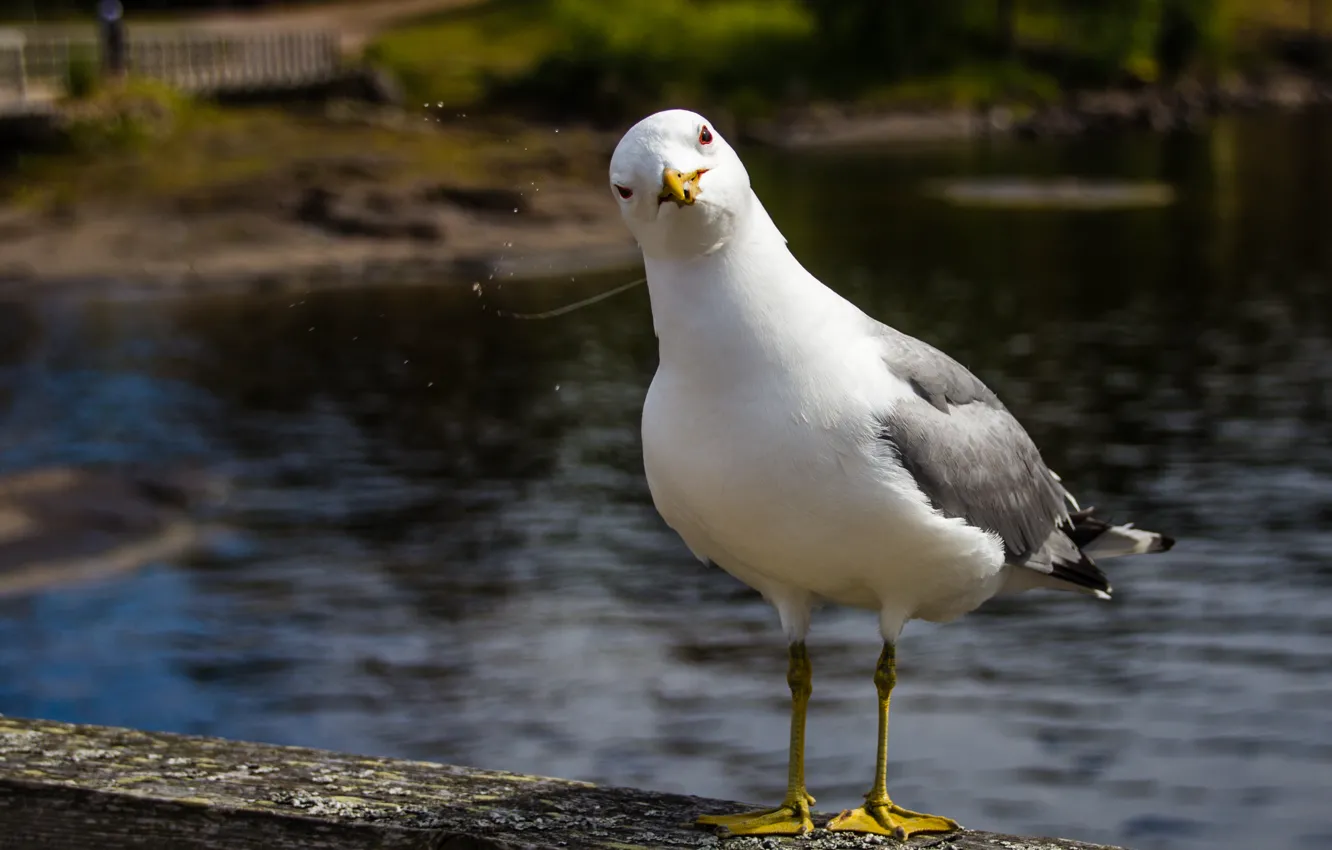 Photo wallpaper water, bird, Seagull