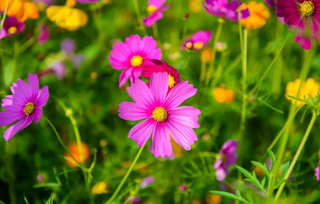 Photo wallpaper field, summer, the sky, flowers, colorful, summer, pink, field