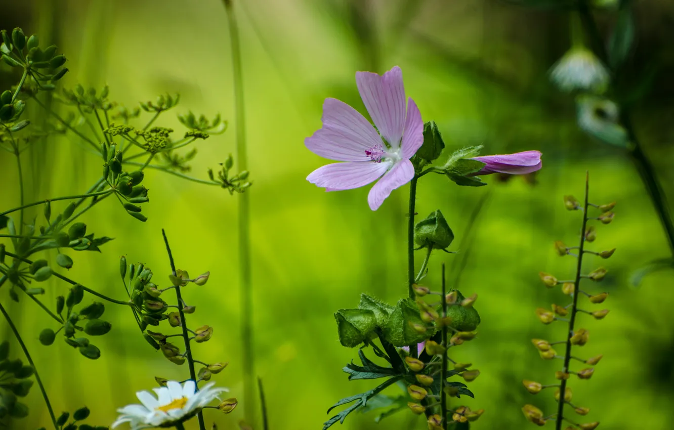 Photo wallpaper forest, macro, flowers, chamomile, petals