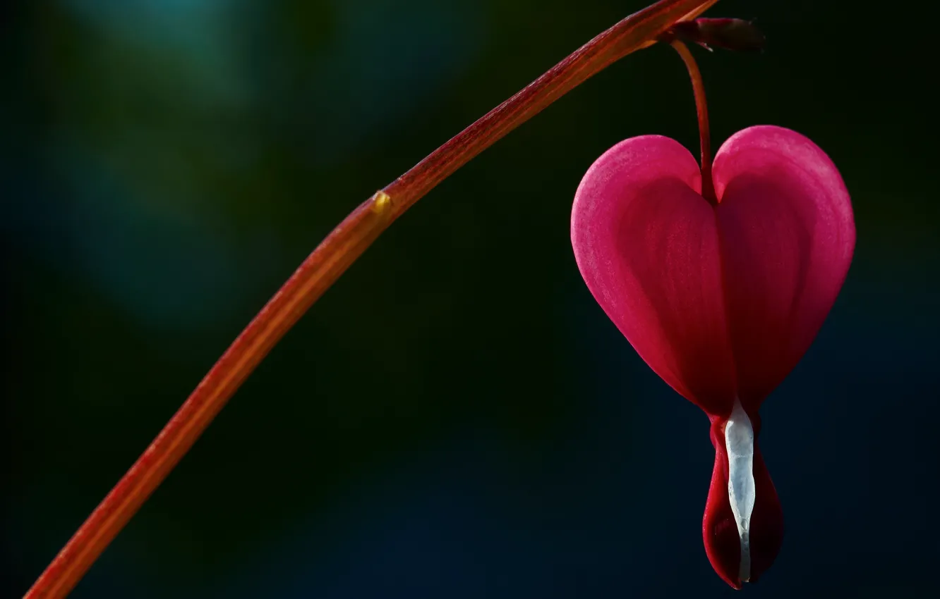 Photo wallpaper trees, flowers, background, Wallpaper, blur, hearts, wallpaper, pink