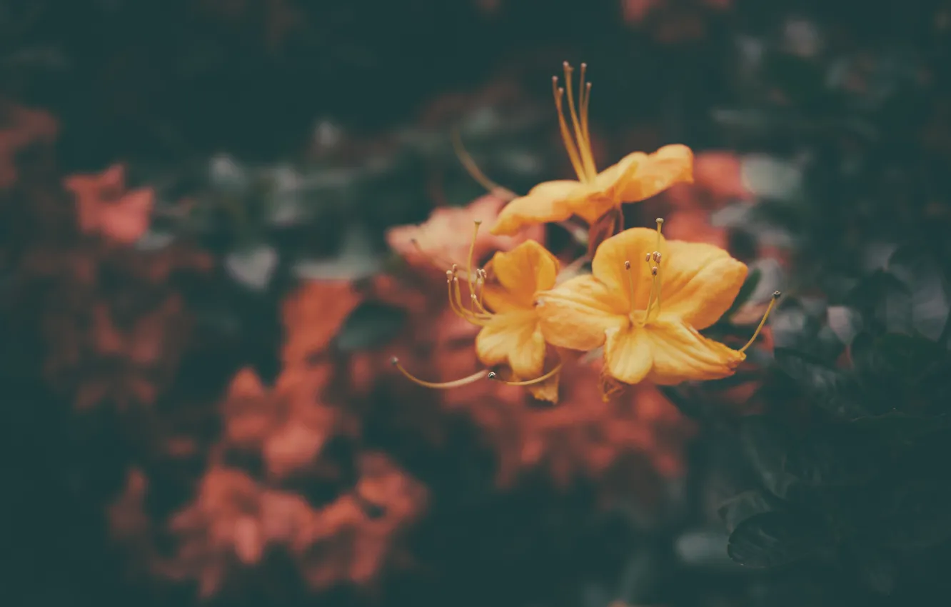 Photo wallpaper flowers, yellow, petals, orange