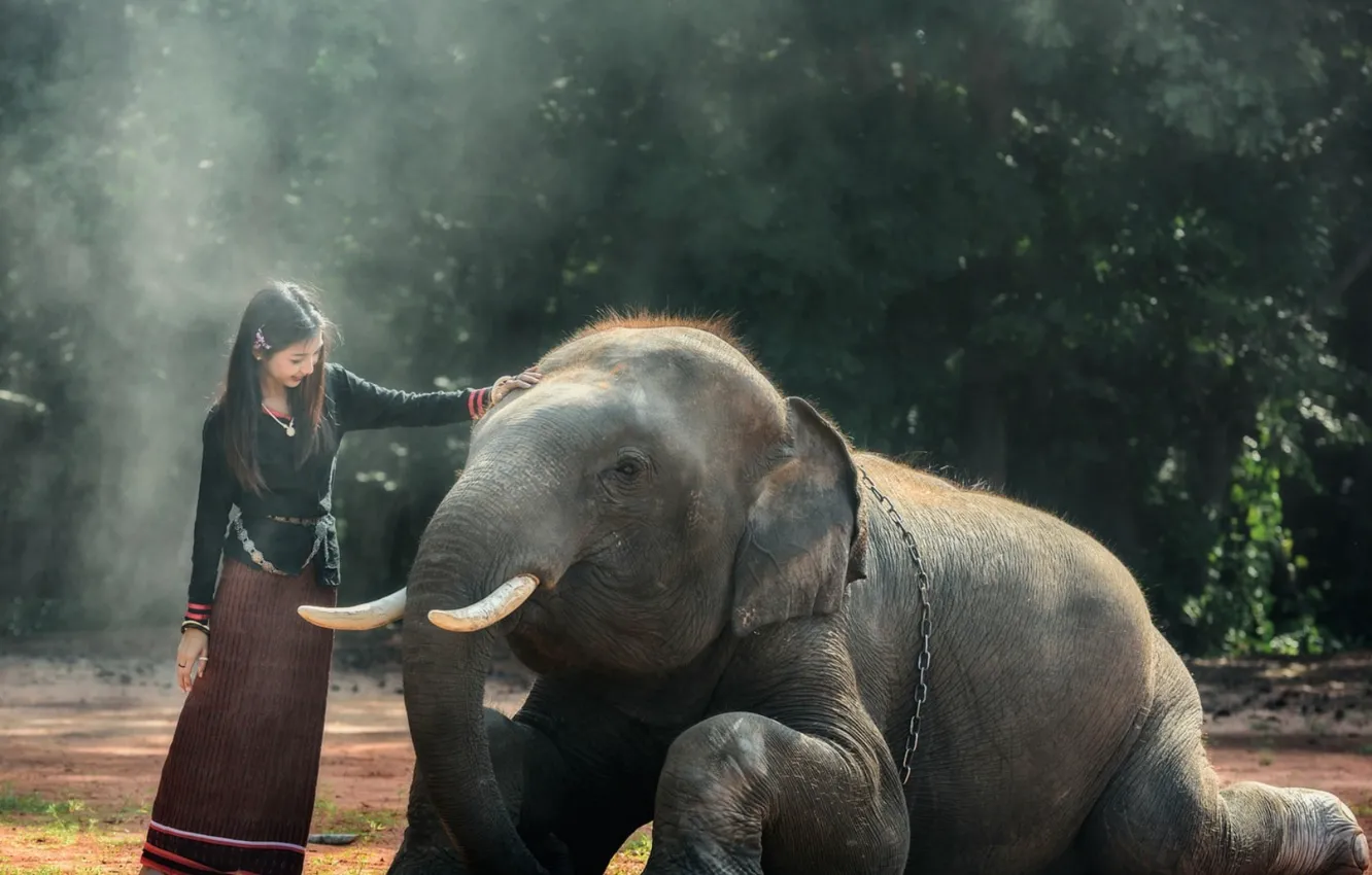 Photo wallpaper Thailand, animals, elephant, mammal, vertebrate, animal wildlife