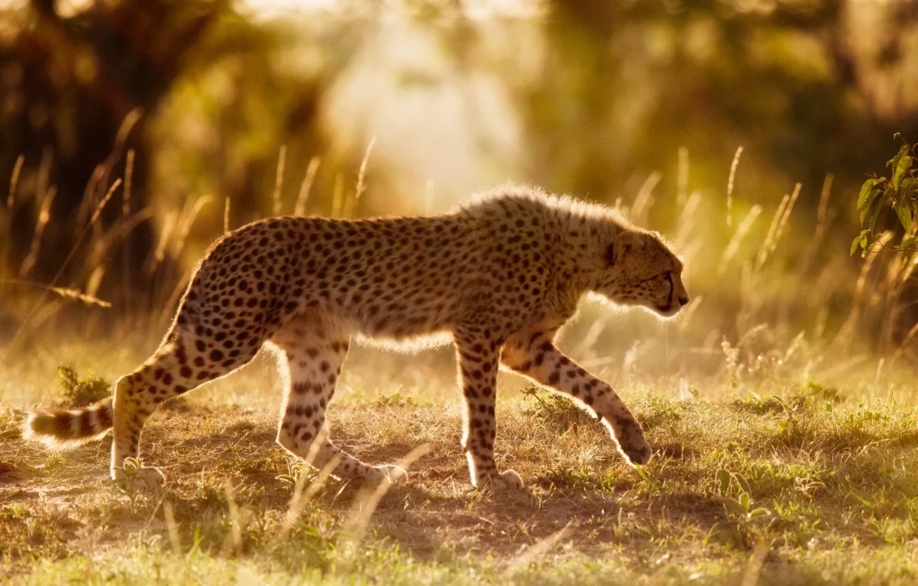 Photo wallpaper Cheetah, Africa, wild cat