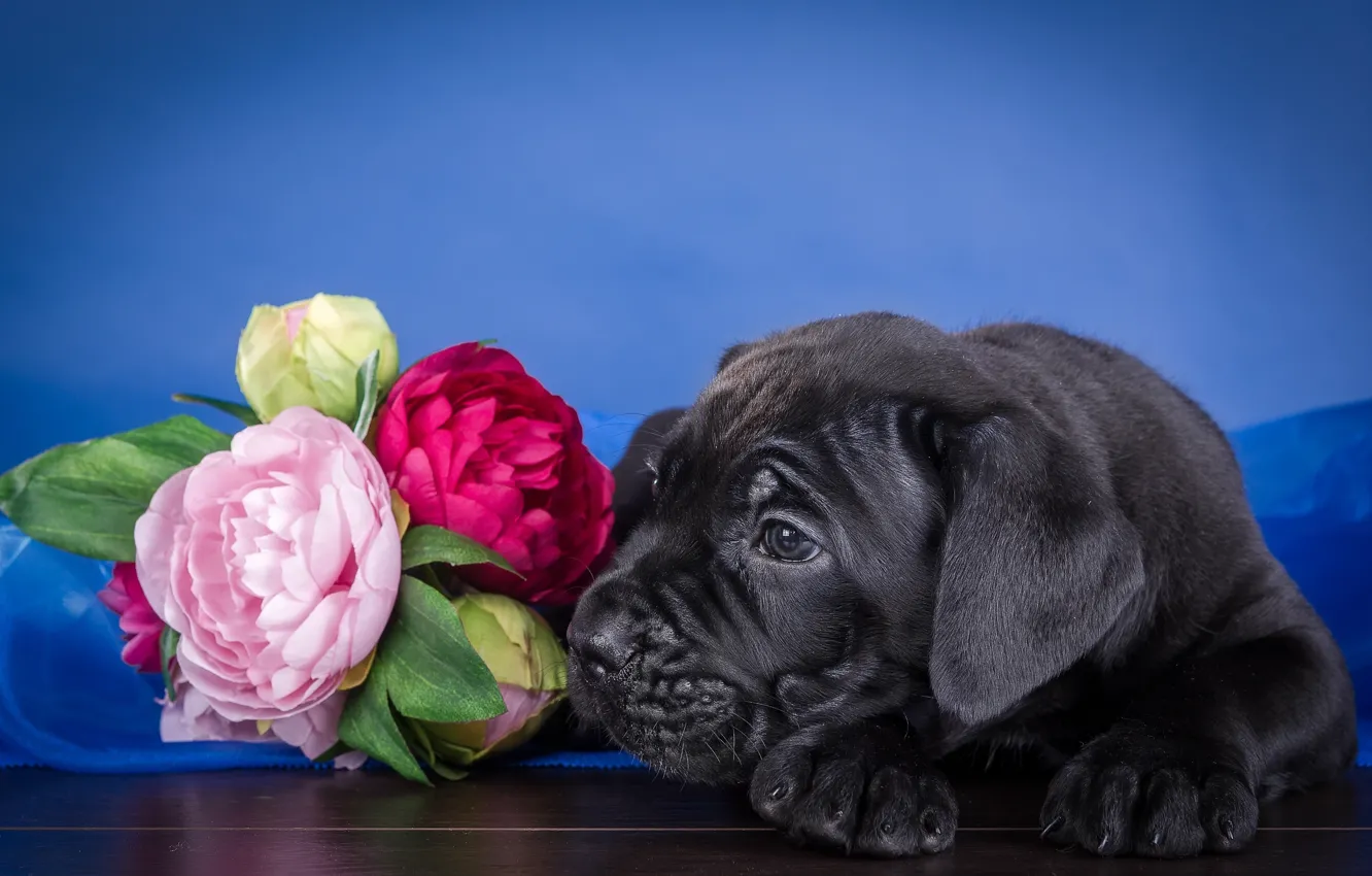 Photo wallpaper flowers, puppy, cane Corso