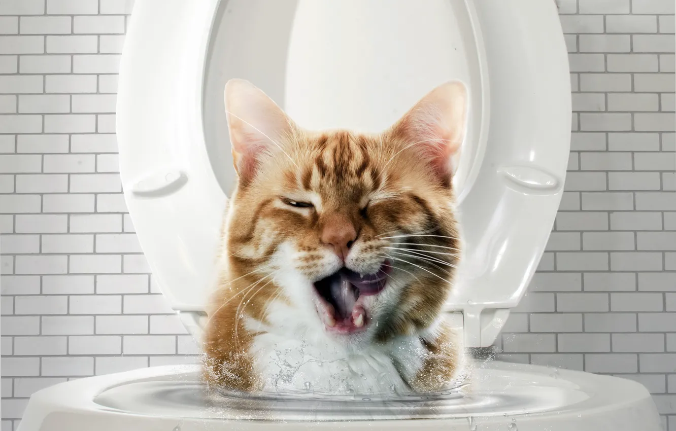 Photo wallpaper cat, face, home