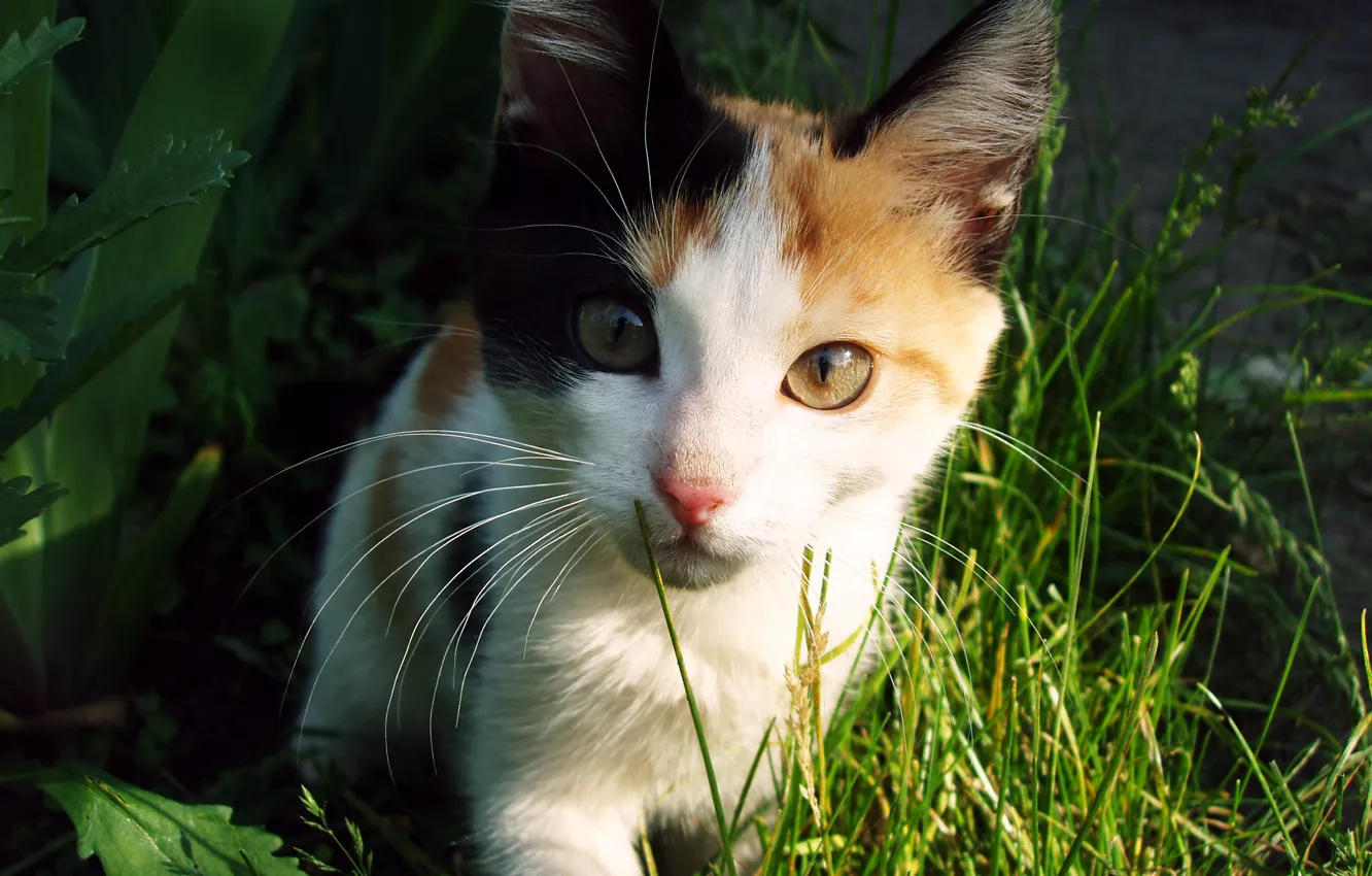 Photo wallpaper cat, grass, eyes, cat, mustache, look, the sun, light