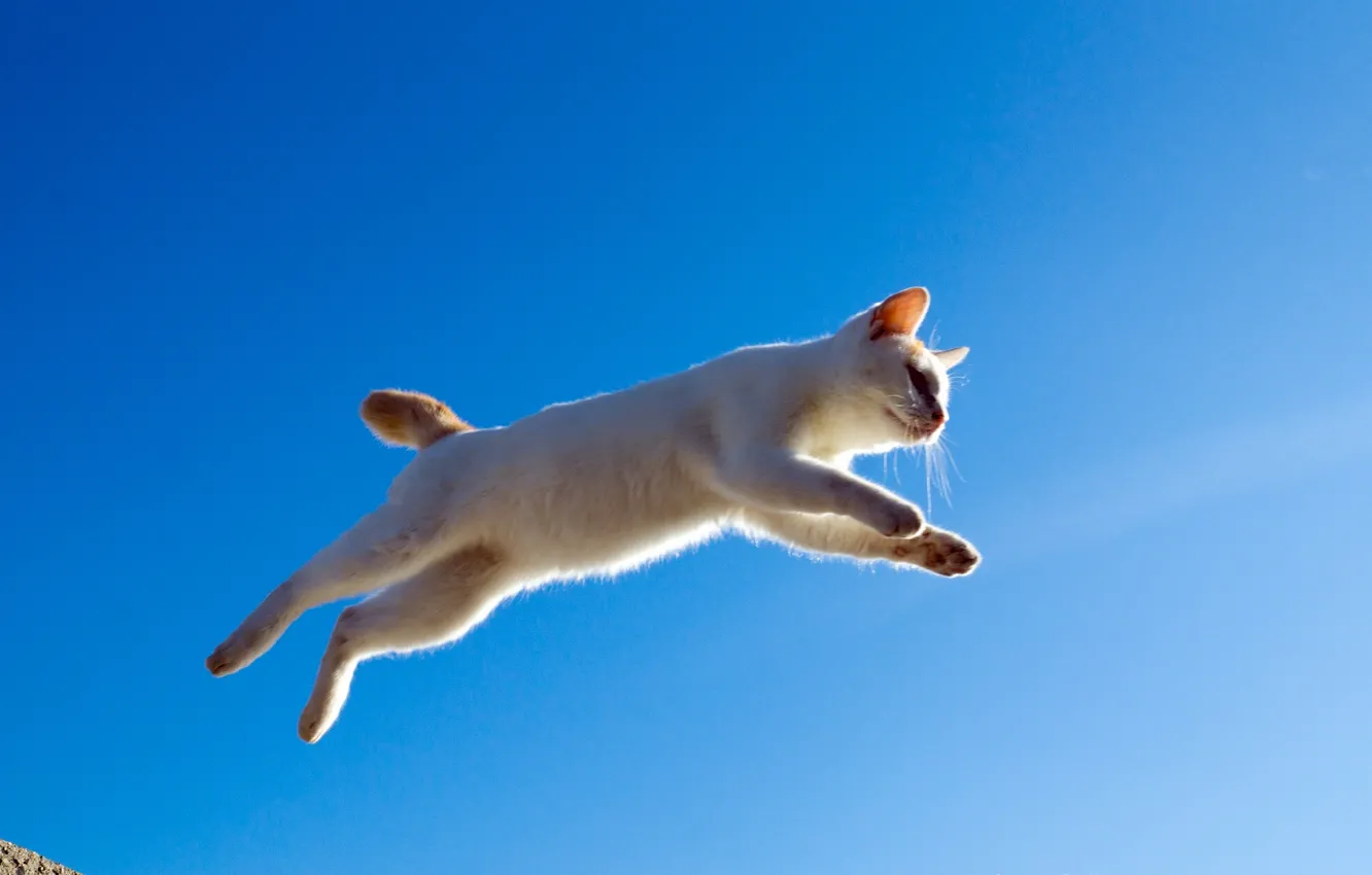 Photo wallpaper cat, cat, jump, flight