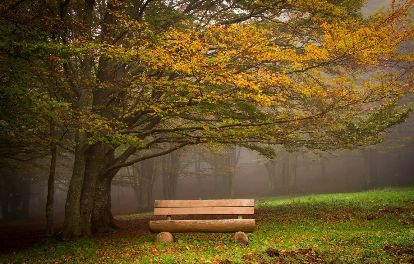Photo wallpaper autumn, grass, leaves, trees, bench, nature, Park, HDR