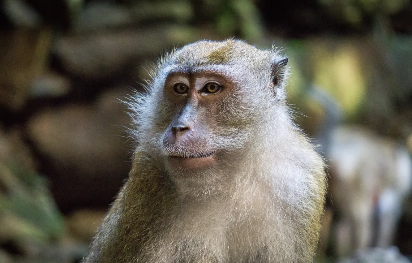 Photo wallpaper monkey, animal, Malaysia, portrait, mammal, close up, batu cave