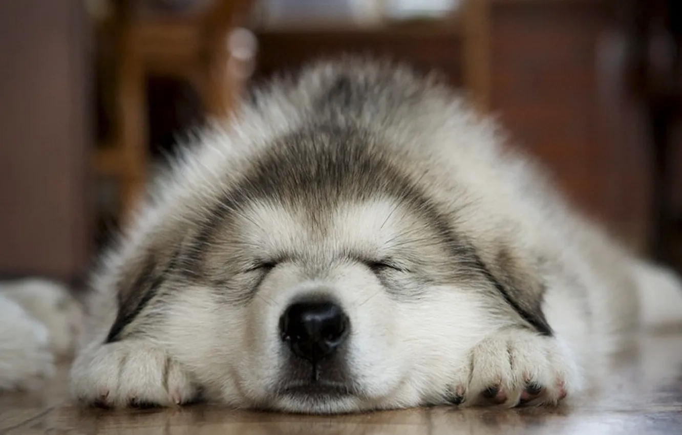 Photo wallpaper baby, puppy, baby