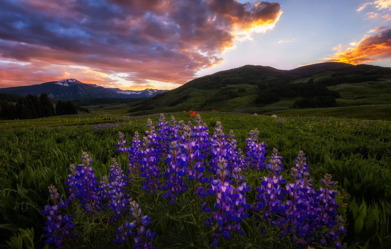 Photo wallpaper purple, summer, flowers, the evening, lupins