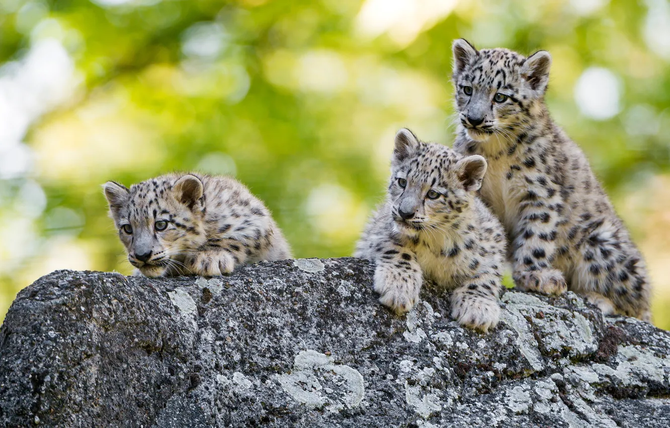 Photo wallpaper greens, cat, face, stones, background, baby, snow leopard, walk