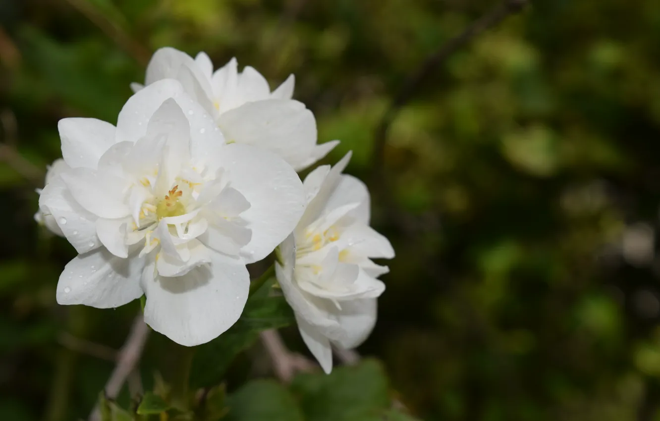 Photo wallpaper white, flower, beautiful, Jasmine