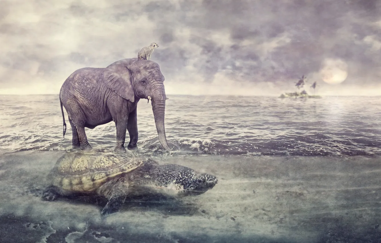 Photo wallpaper sea, animals, elephant, turtle