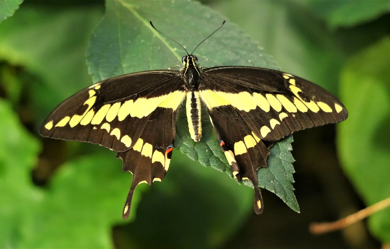 Photo wallpaper leaves, microsemi, butterfly, wings, insect, beautiful, closeup