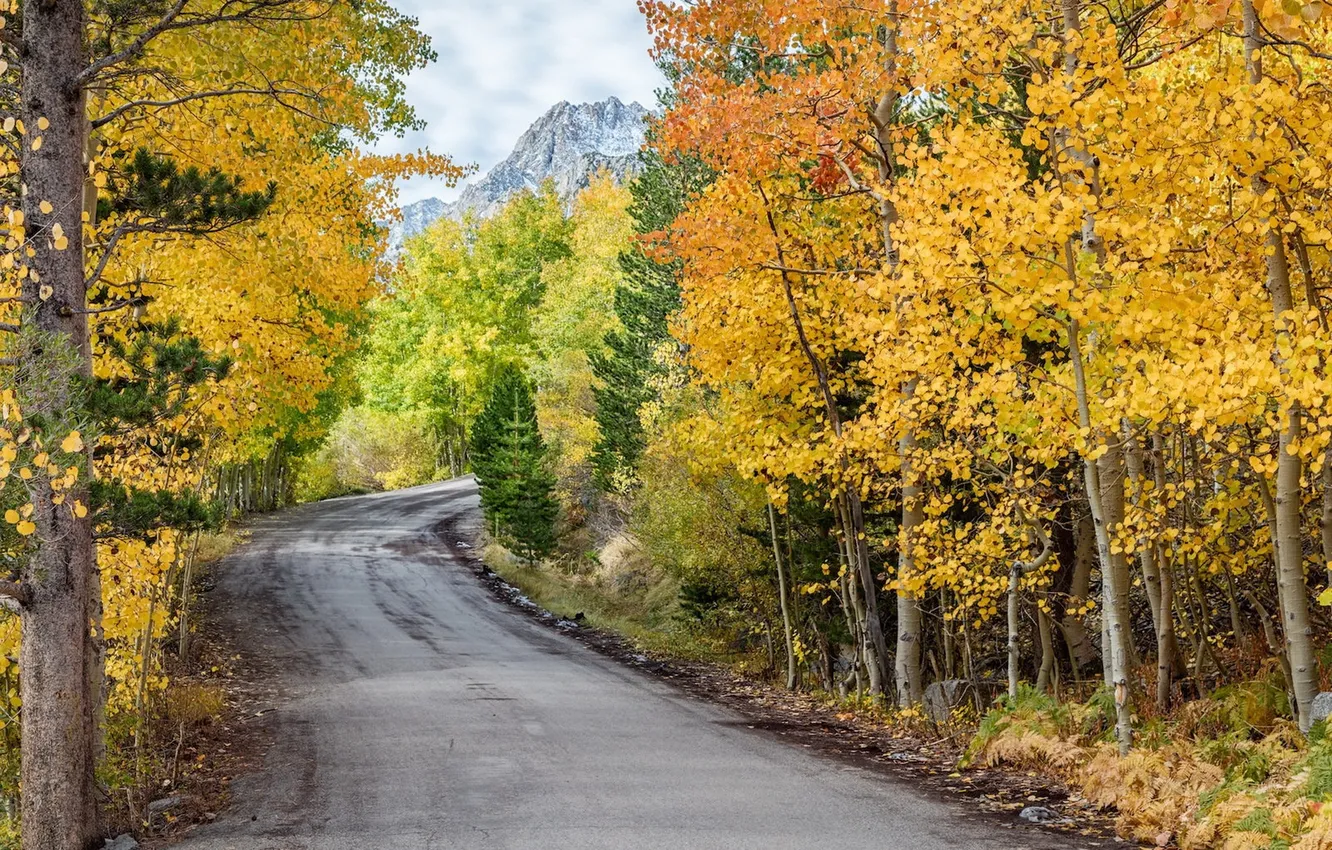 Photo wallpaper road, autumn, forest
