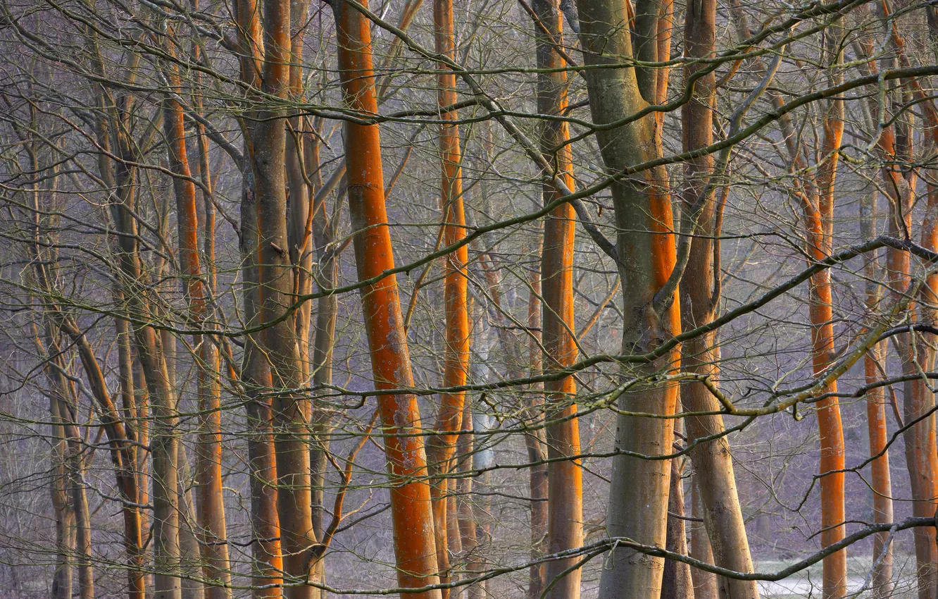 Photo wallpaper forest, trees, spring, morning