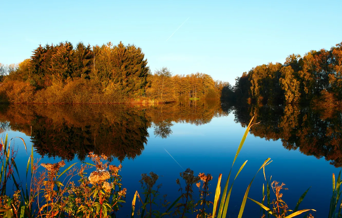 Photo wallpaper autumn, forest, the sky, trees, pond, plant