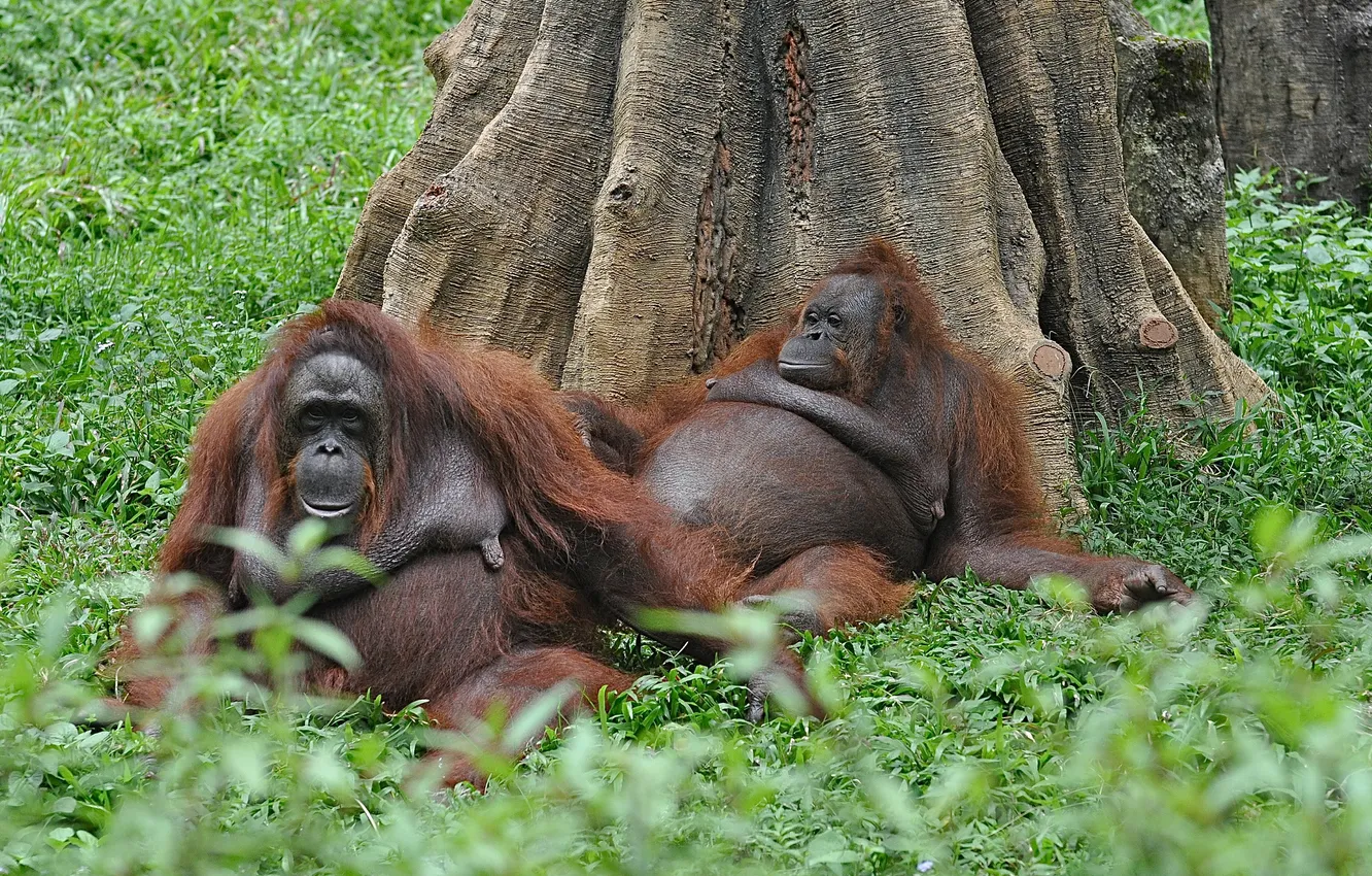 Photo wallpaper forest, grass, trees, monkey, pair, orangutan