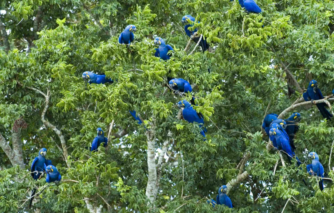 Photo wallpaper leaves, trees, parrot, Brazil, The Pantanal, a large blue macaw