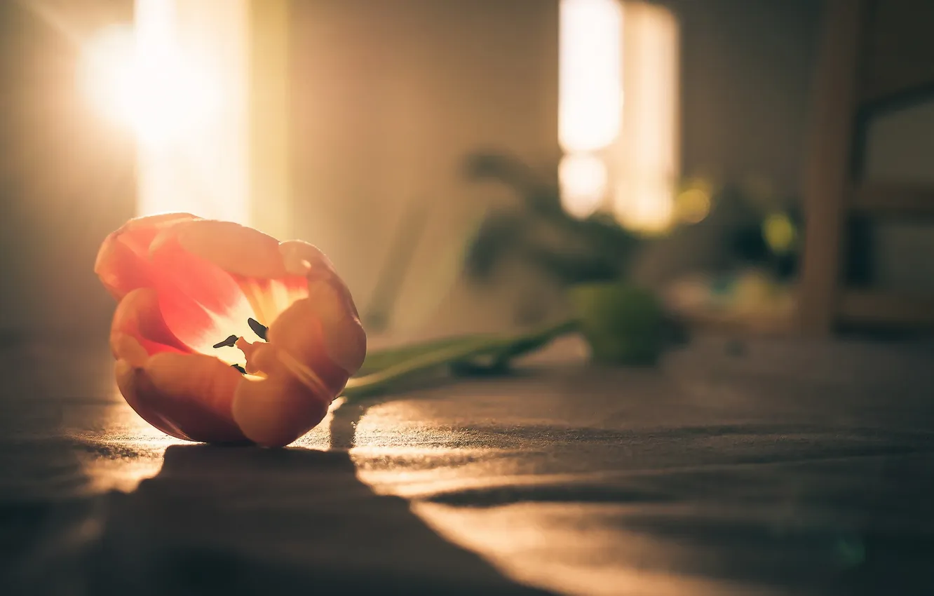 Photo wallpaper macro, flowers, background, tulips