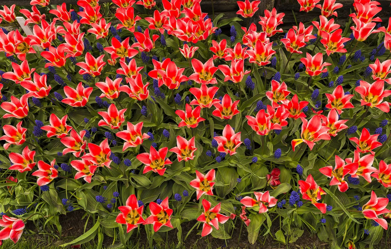 Photo wallpaper spring, petals, garden, tulips, flowerbed