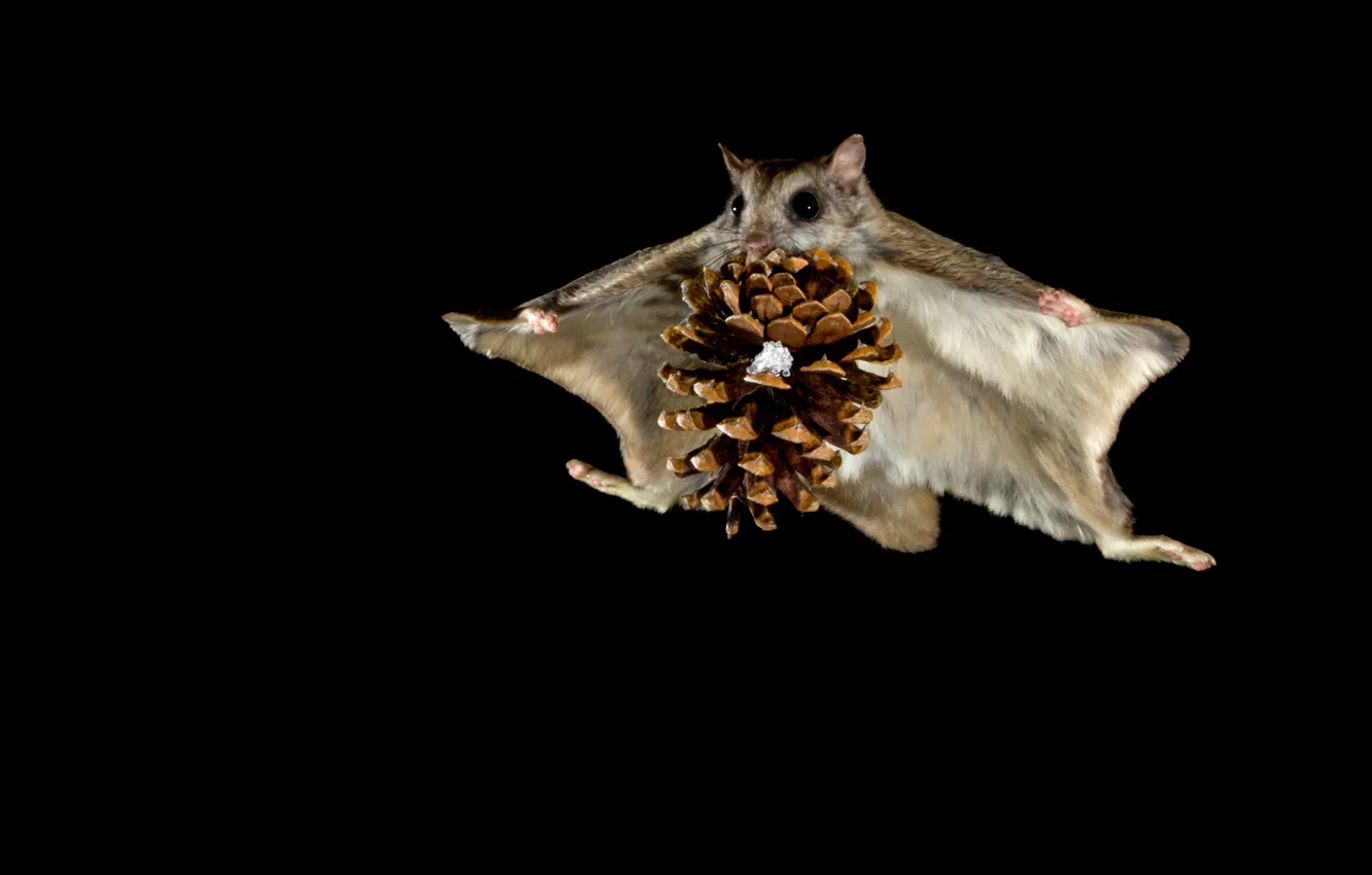 Photo wallpaper flight, night, protein, bump, flying squirrel